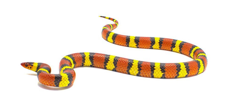 Scarlet Milksnake on white background