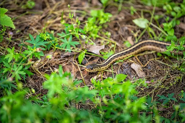 Thamnophis saurita