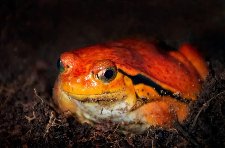 Tomato frog in substrate