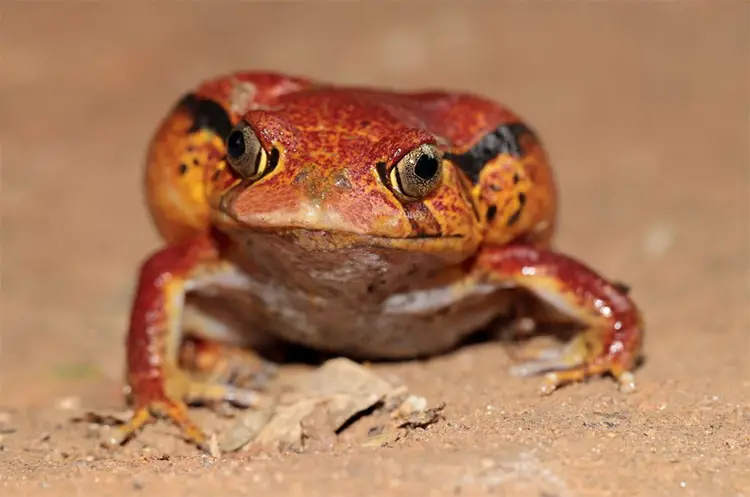 Tomato frog