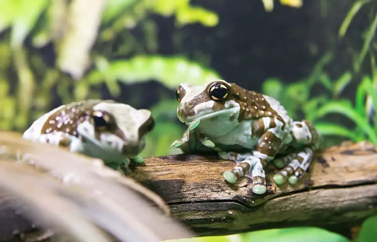 Two amazon milk frogs sitting on a branch in terrarium