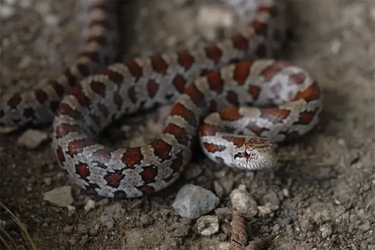 Young prairie kingsnake on substrate
