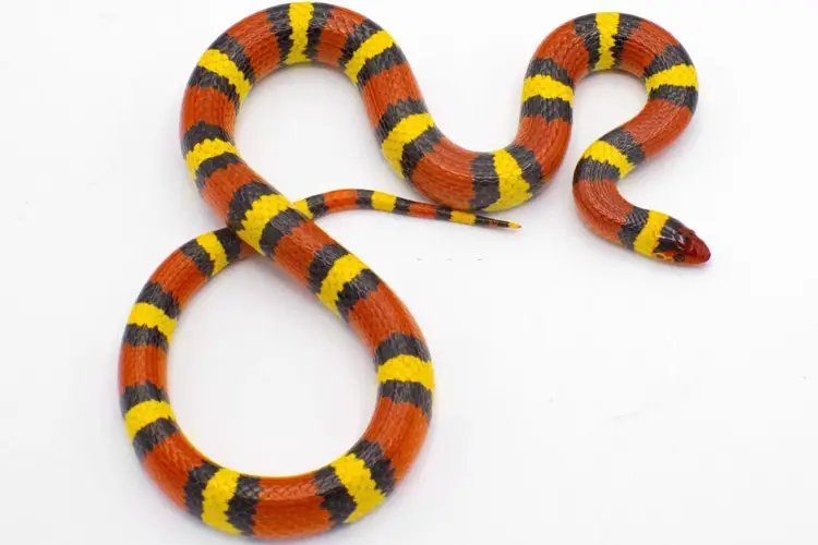 Lampropeltis elapsoides