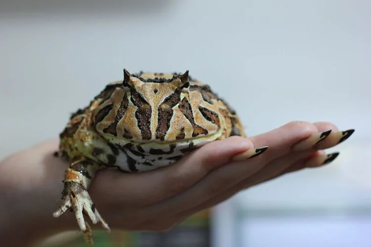 Ceratophrys cranwelli handling