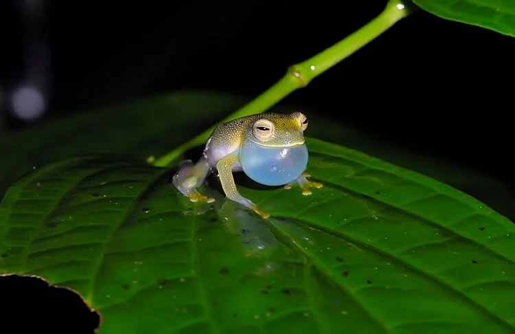 Glass frog croaks to attempt mate