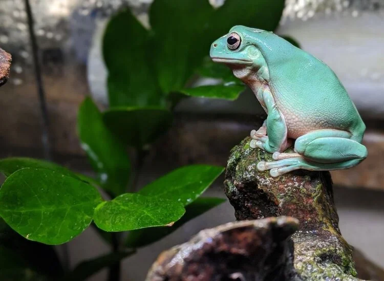 Litoria caerulea in terrarium on branch