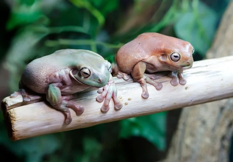 different colored whites tree frogs