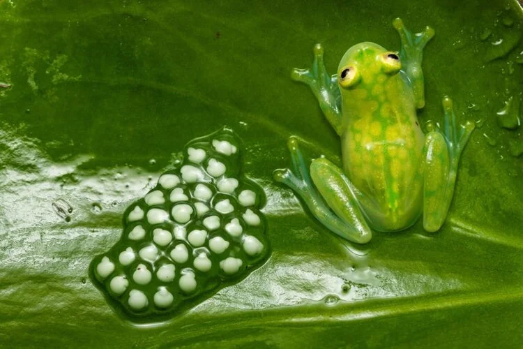 Glass frog guarding eggs