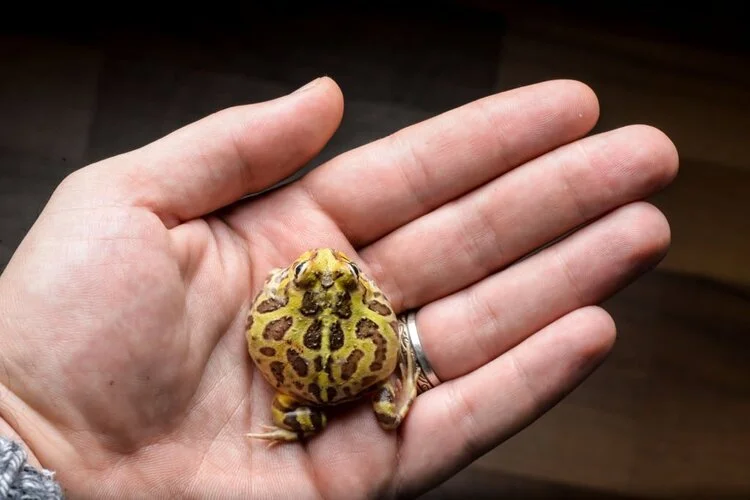 Pacman Frog Care Sheet and Facts - AZ Reptiles