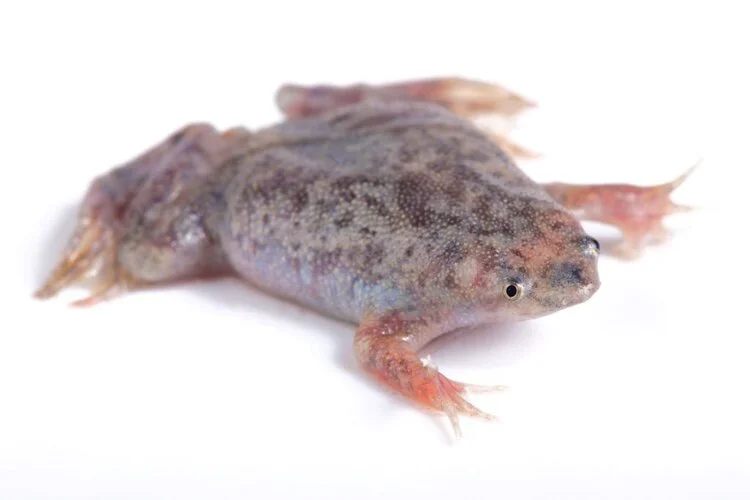 Surinam toad