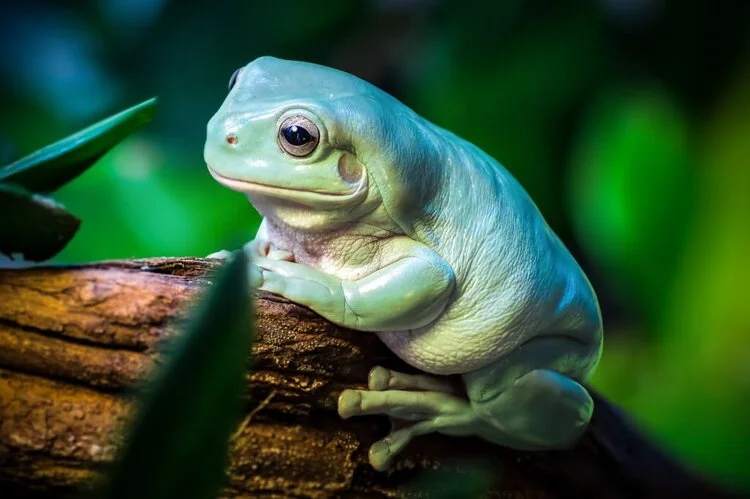 White's tree frog